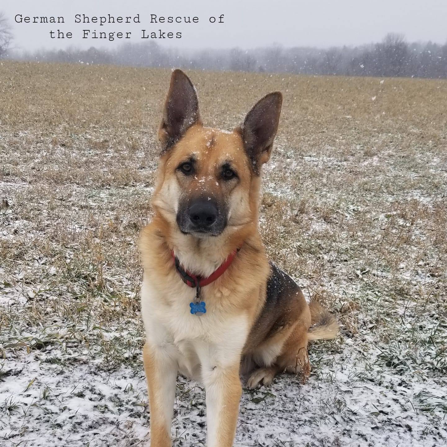 Read more about the article German Shepherd Rescue of the Finger Lakes