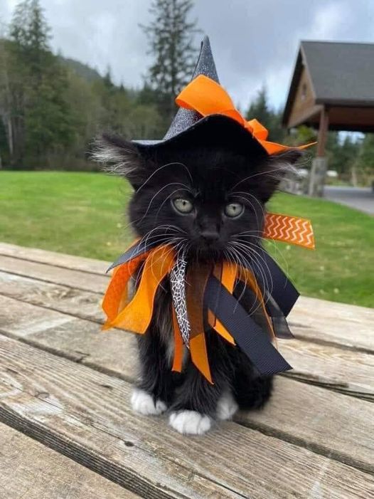 Read more about the article Purrs and Whiskers